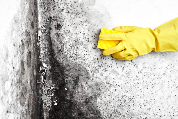 Best Attic Mold Removal  in Irrigon, OR