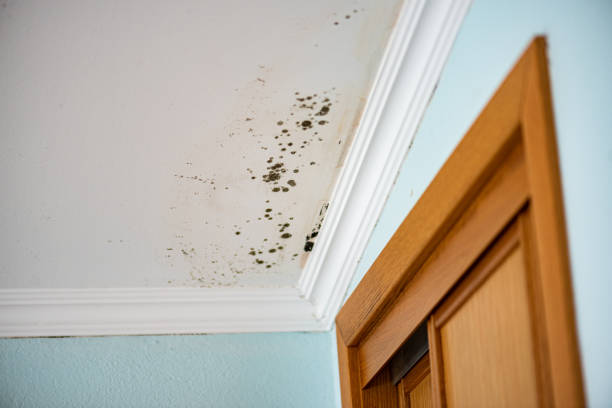Best Fast Mold Removal  in Irrigon, OR