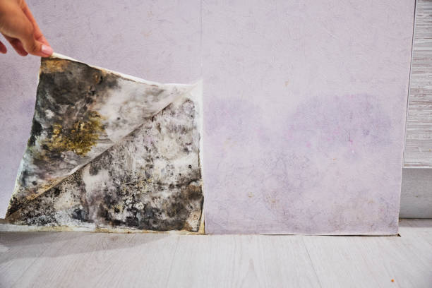 Best Emergency Mold Removal  in Irrigon, OR